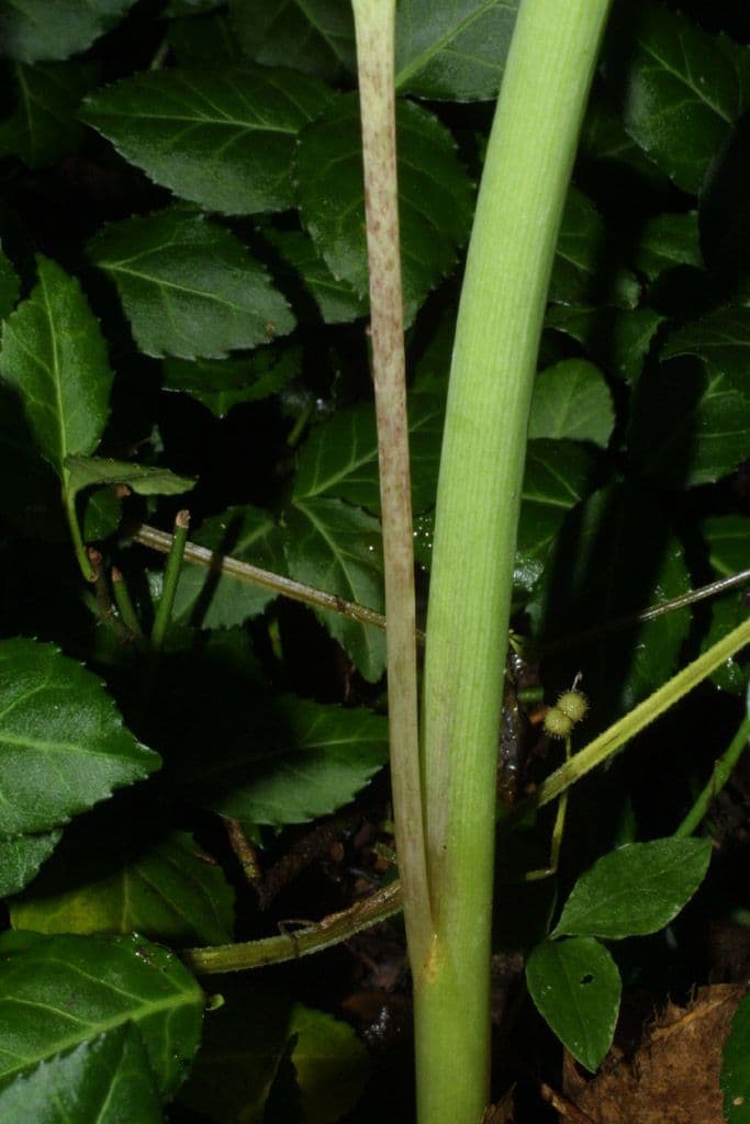 Grüner Aronstab 22
