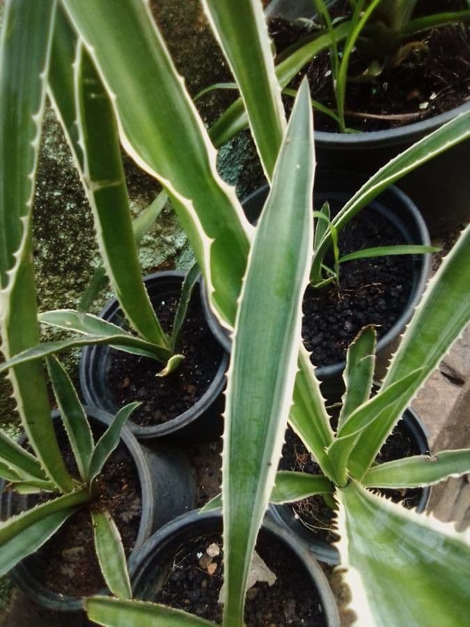 Sisal selvatico 14