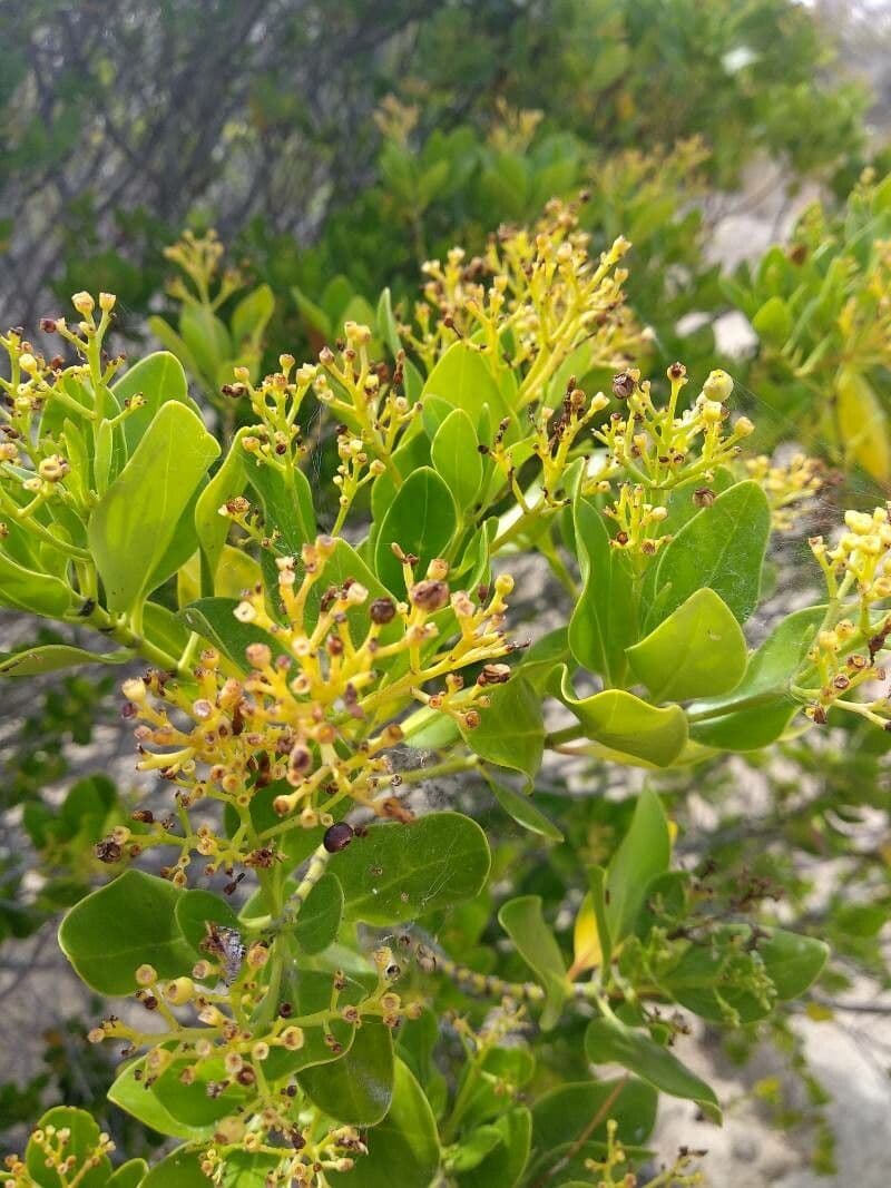 Erithalis fruticosa 10