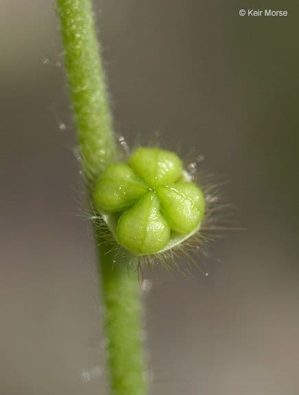 Plagiobothrys nothofulvus 4