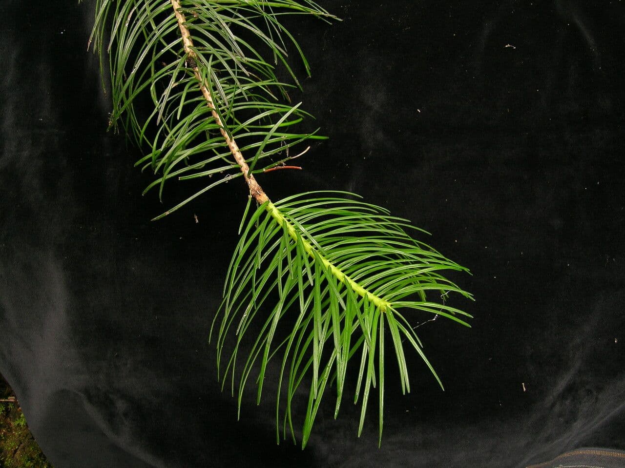 Abete pindrow 3