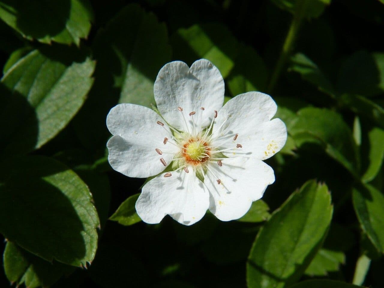 Berg-Fünfblatt 5