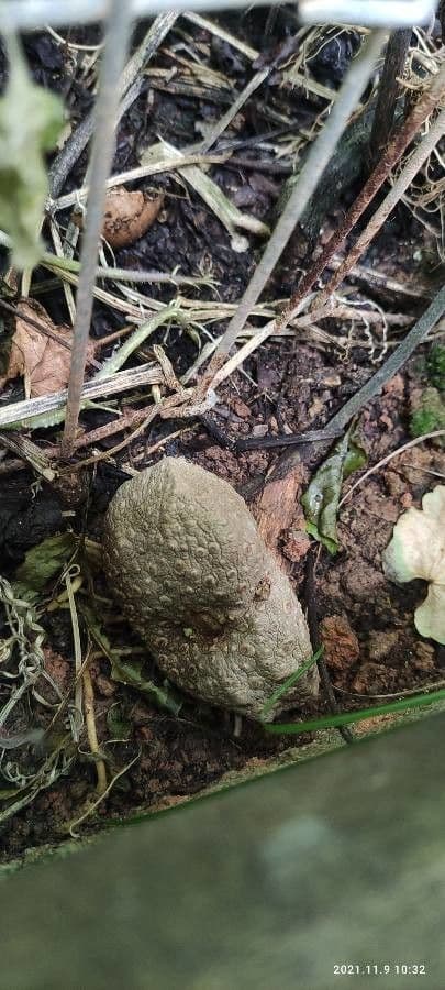 Dioscorea villosa 5
