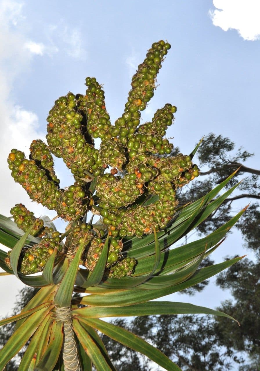 Bogen-Drachenbaum