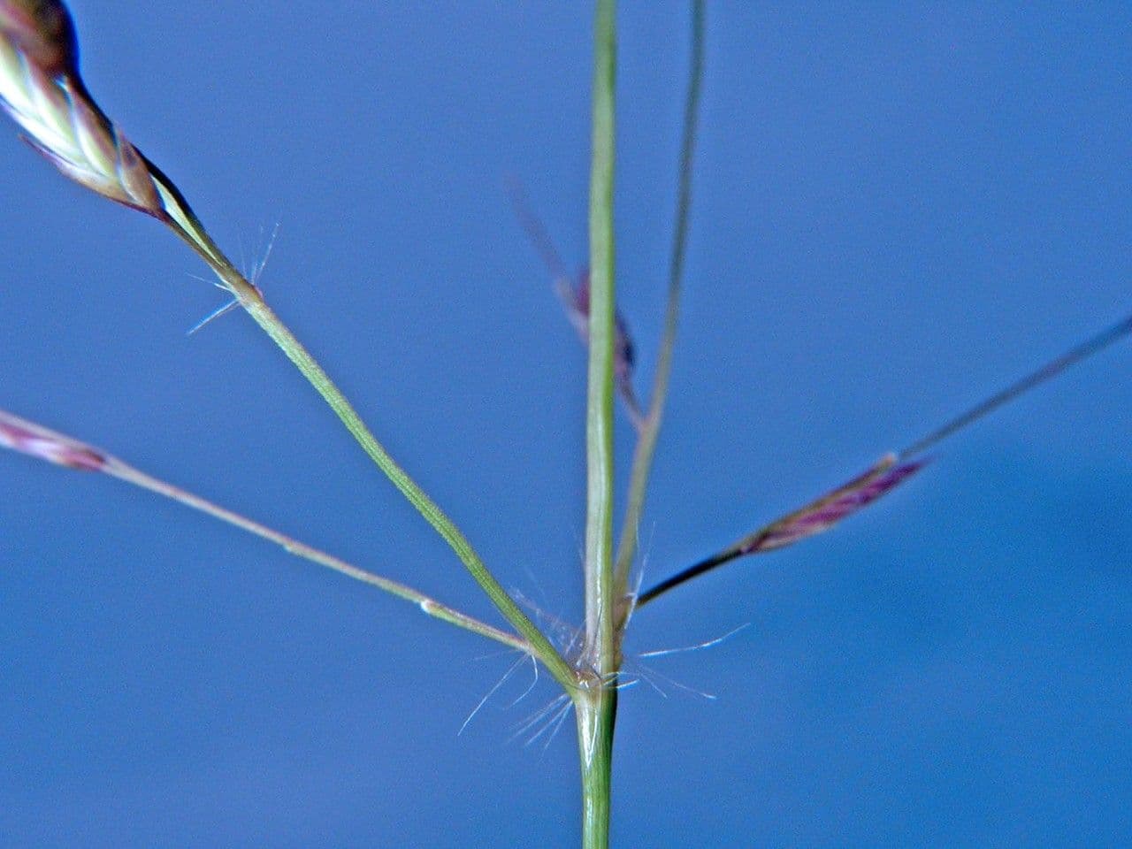 Eragrostis 9