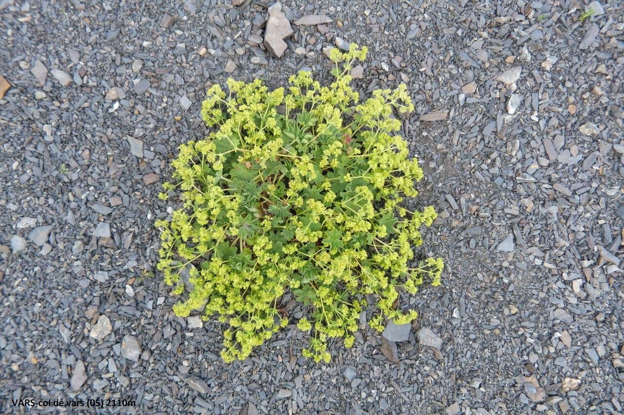 Alchemilla 2