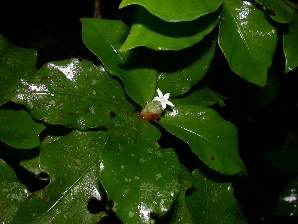 Psicotria del Chagres 19