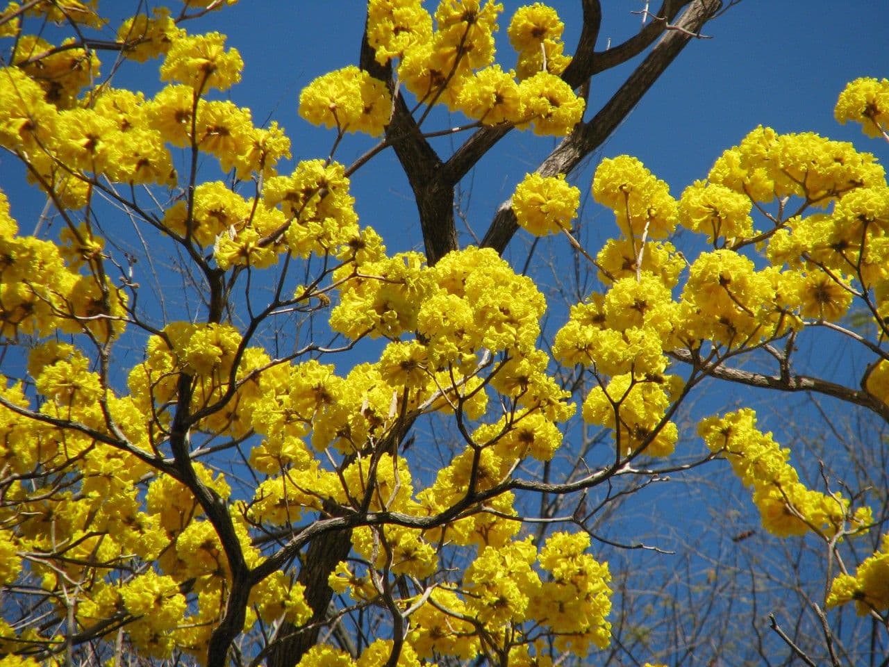 Lapacho giallo 29
