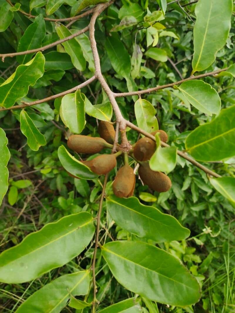 Uvaria 2