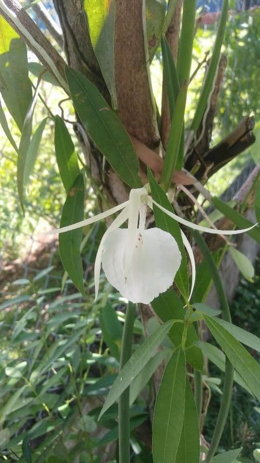 Brassavola 5