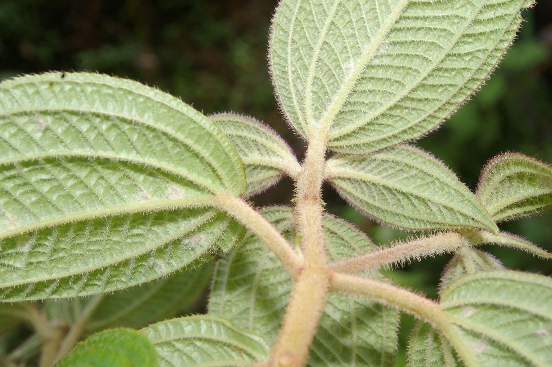 Miconia 5