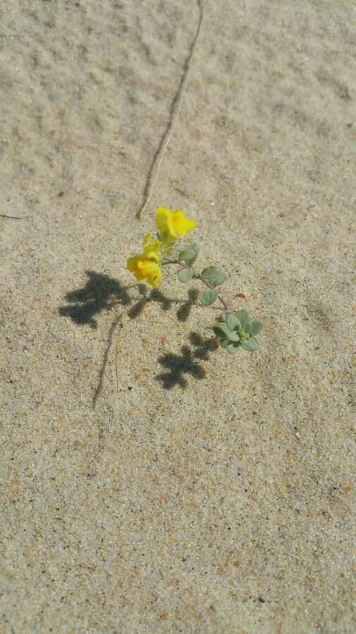 Linaria 14