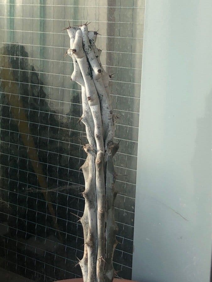 Stenocereus 6