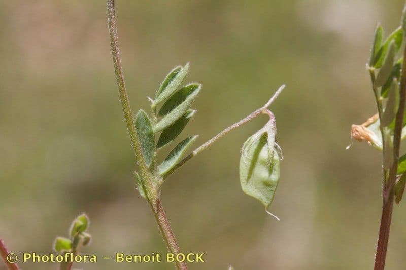 Vesce lenticulaire