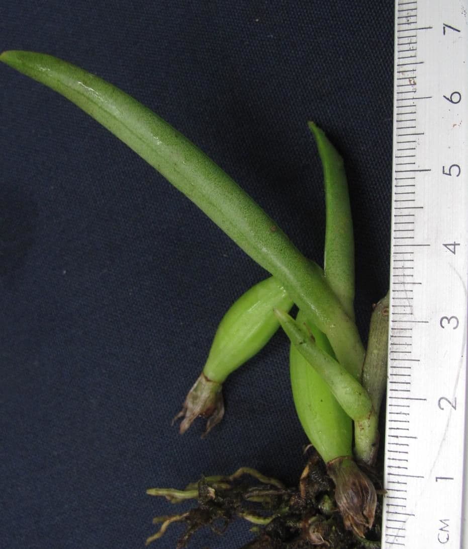 Epidendrum 3