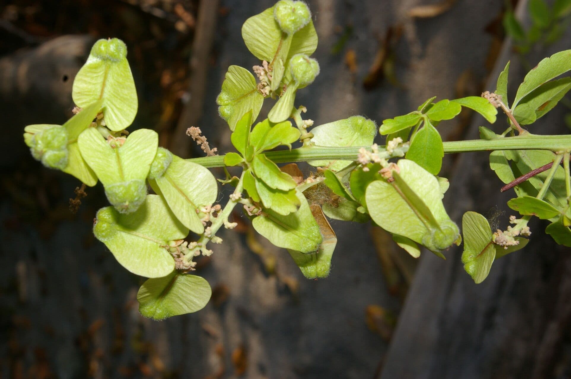 Serjania 3