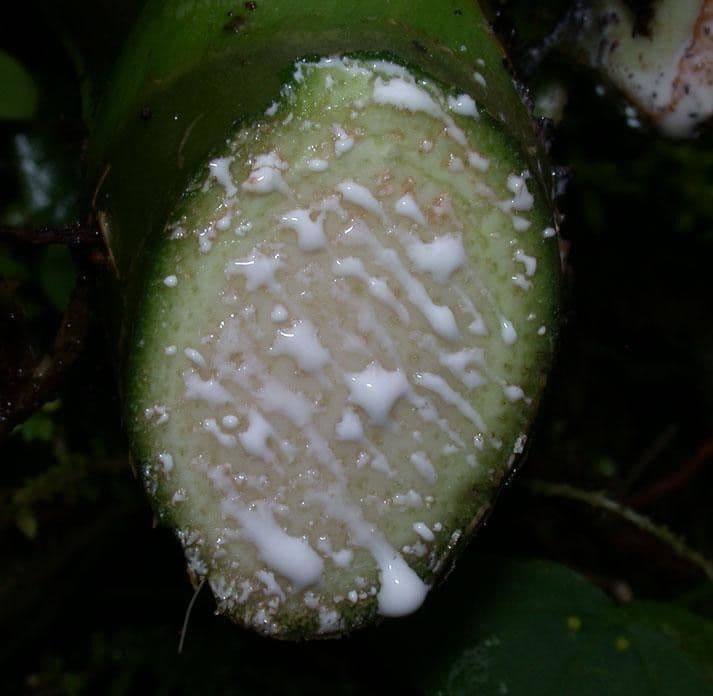 Syngonium 4