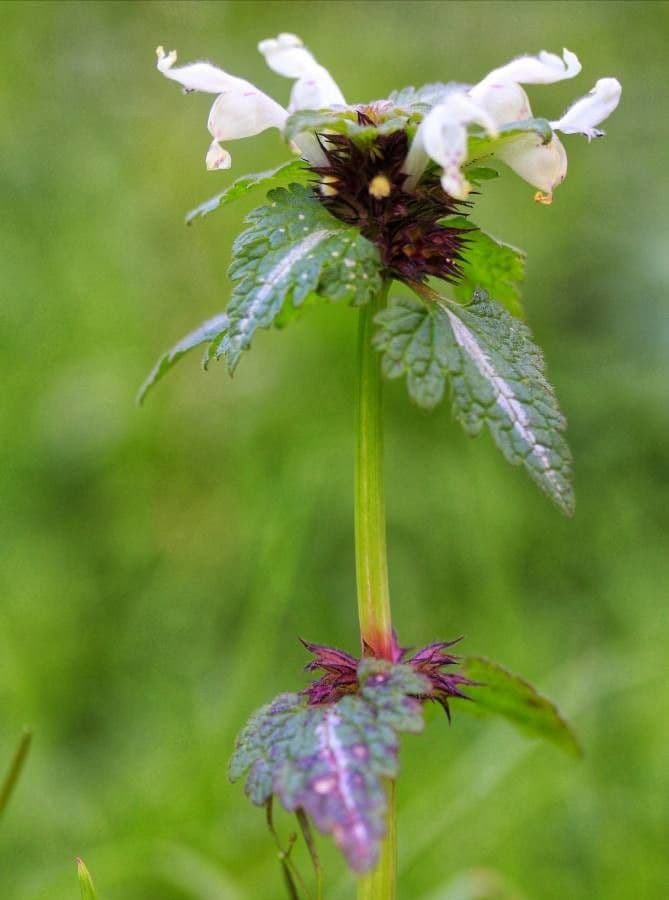 Lamium 13