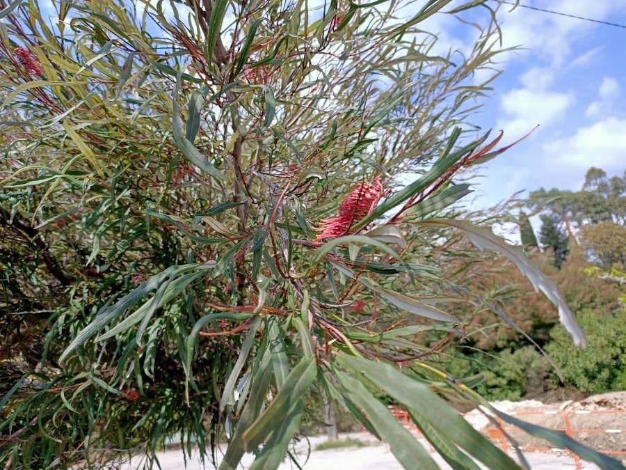 Langblättrige Grevillea 6
