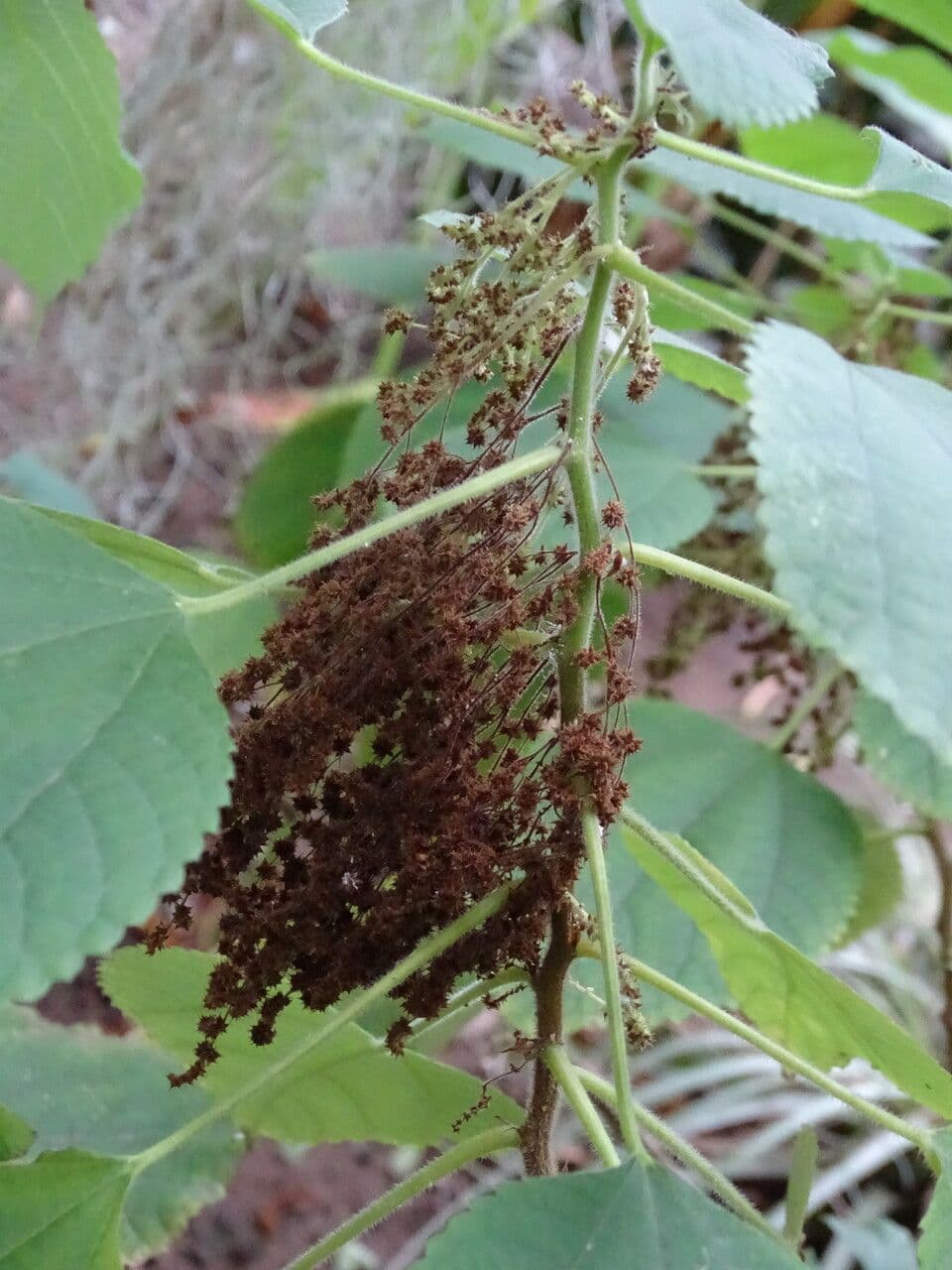 Boechmeria 4