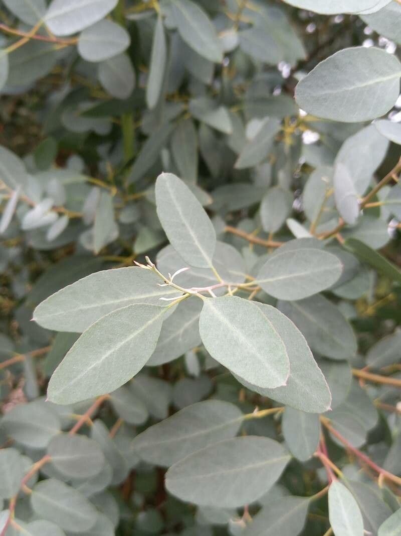 Eukaliptus Archera 2