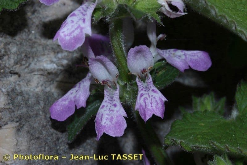 Santoreggia sinuosa 4