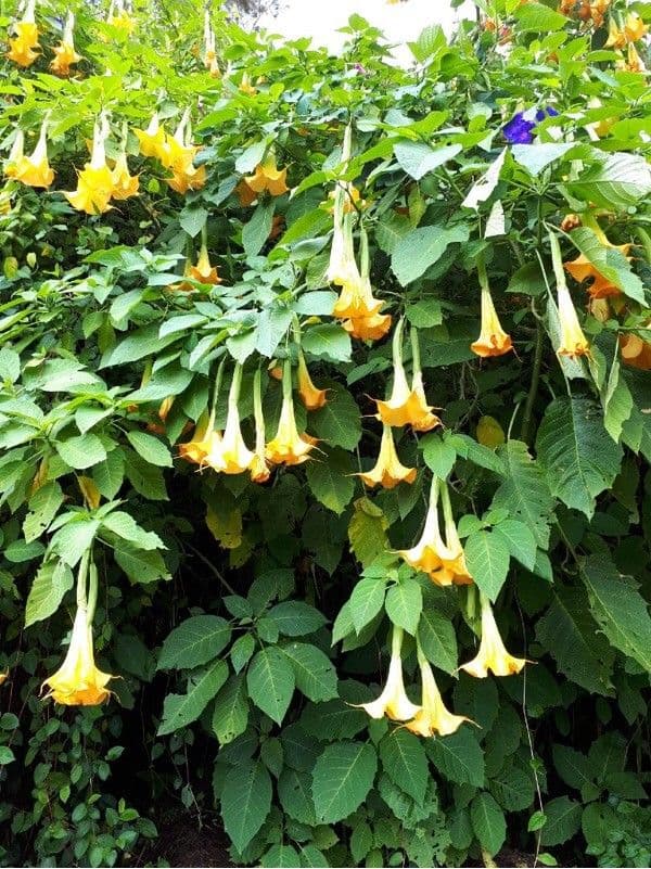 Datura 14