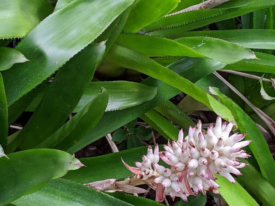 Aechmea 8