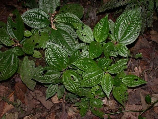 Triolena 4