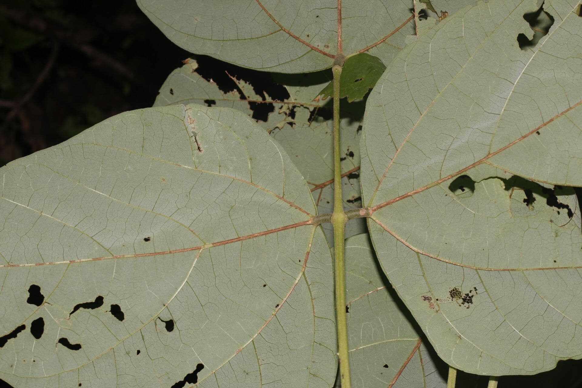 Erythrina garbatá 11