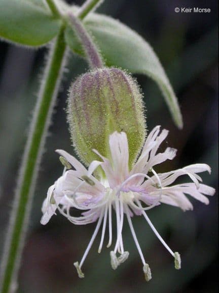 Silene campanulata 4
