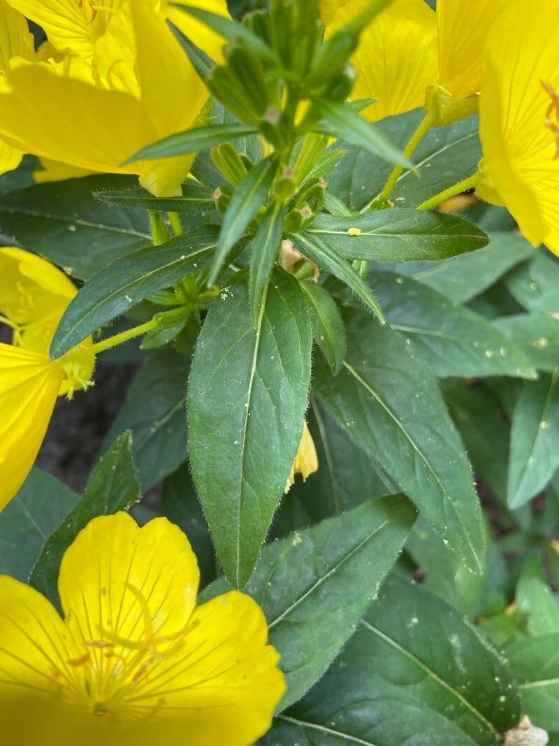 Onagra arbustiva 17