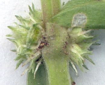Mitracarpus hirtus