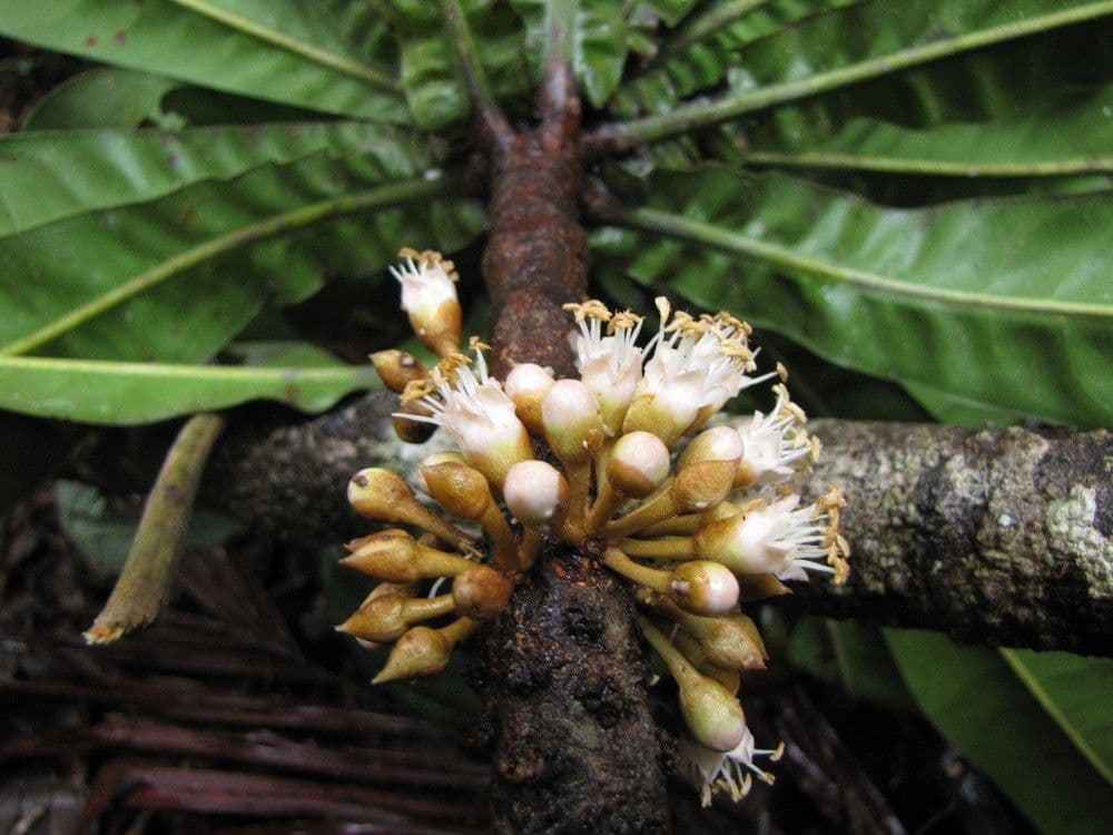 Pycnandra 2