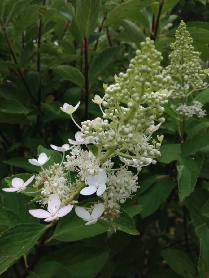 Peegee hydrangea 9