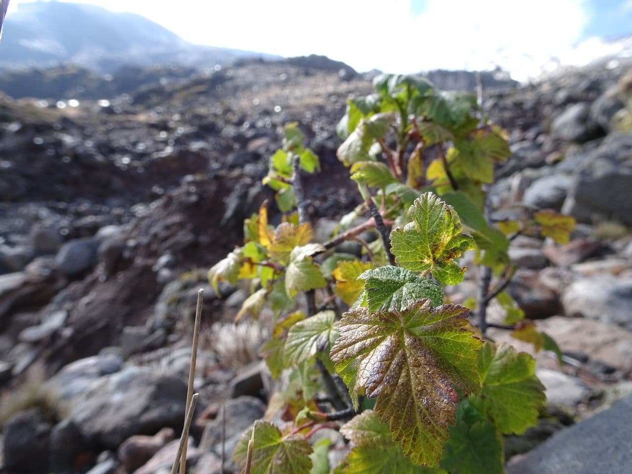 Ribes ciliato 2