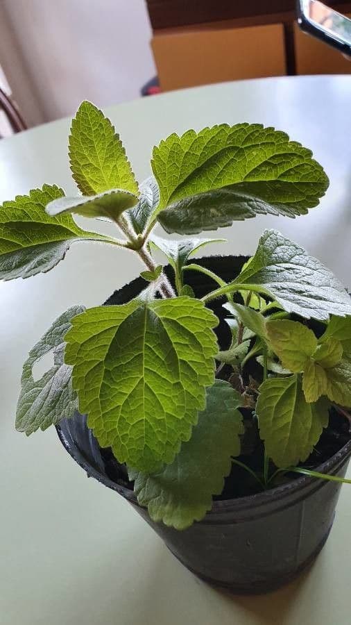 Austroeupatorium 12
