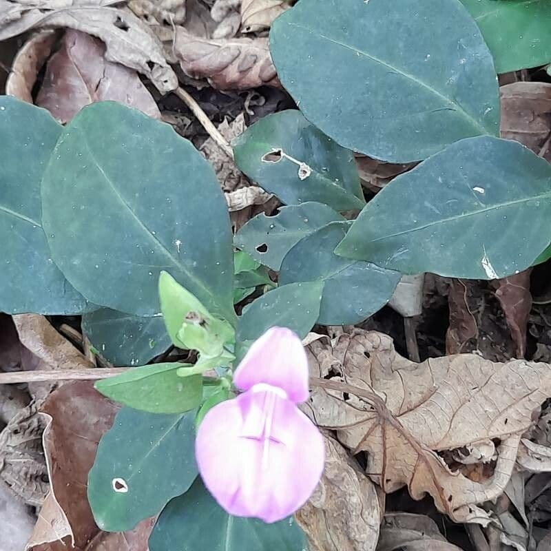Dicliptera 7