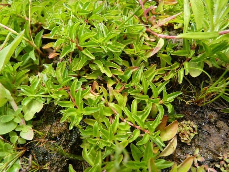 Isnardia 24