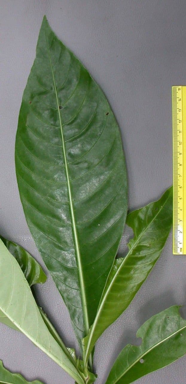 Große Psychotria 27