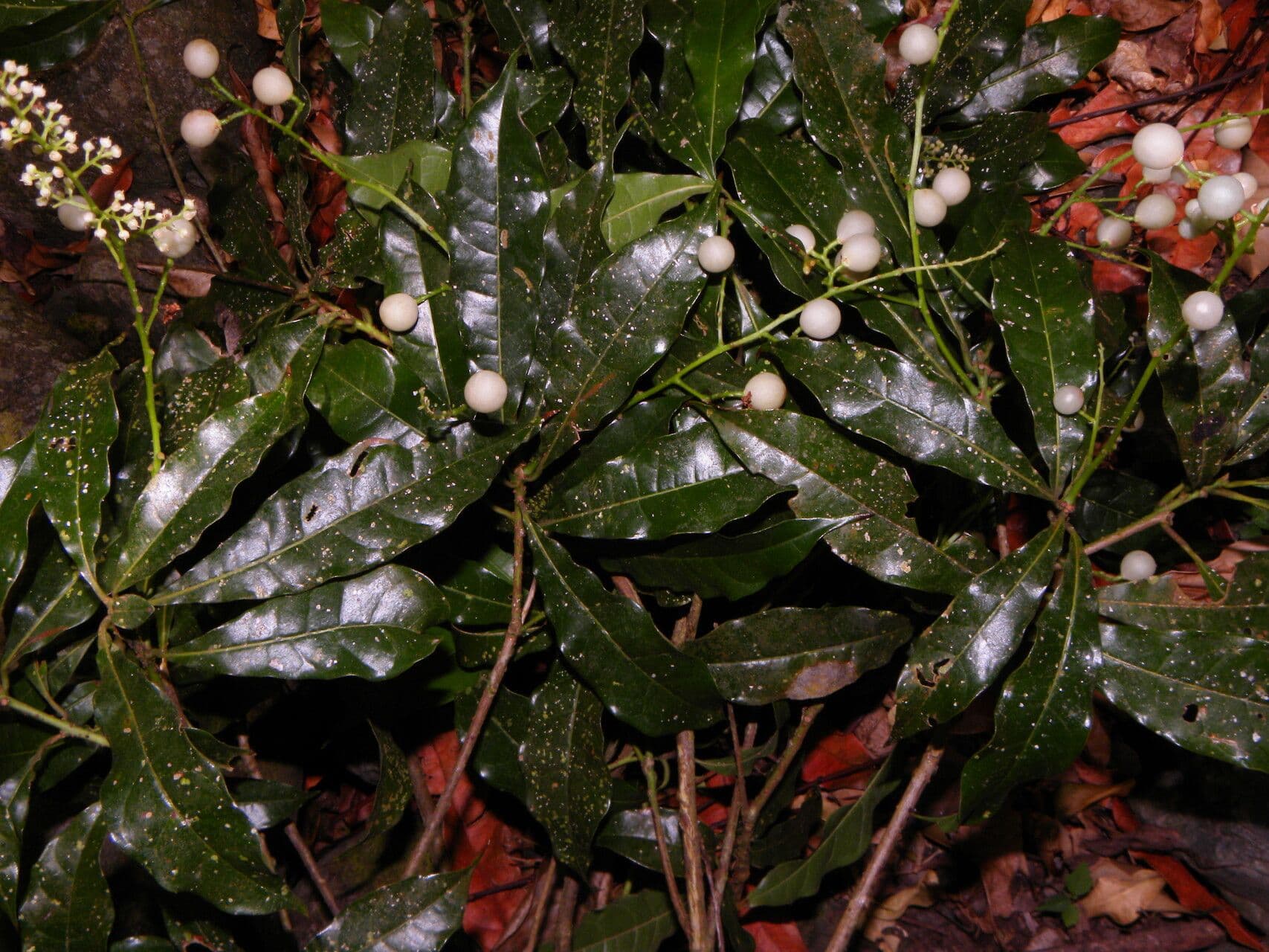 Meliosma 5
