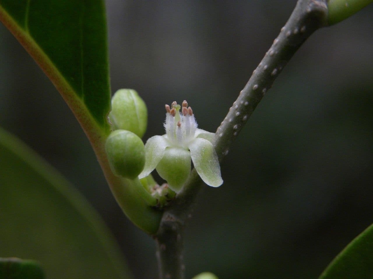 Casearia 3
