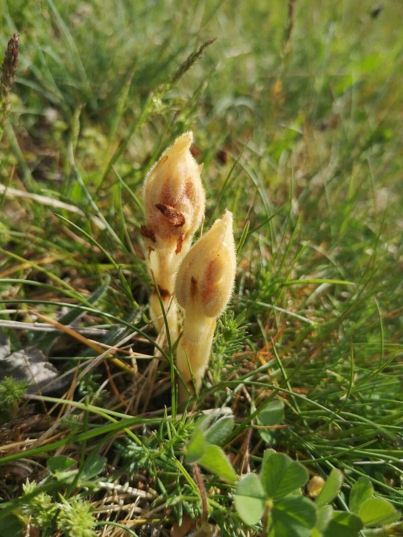 Succiamele garofanato 18