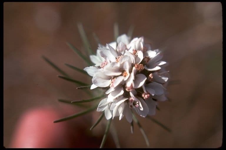 Calycadenia multiglandulosa 5