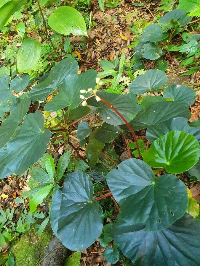 Begonia 15