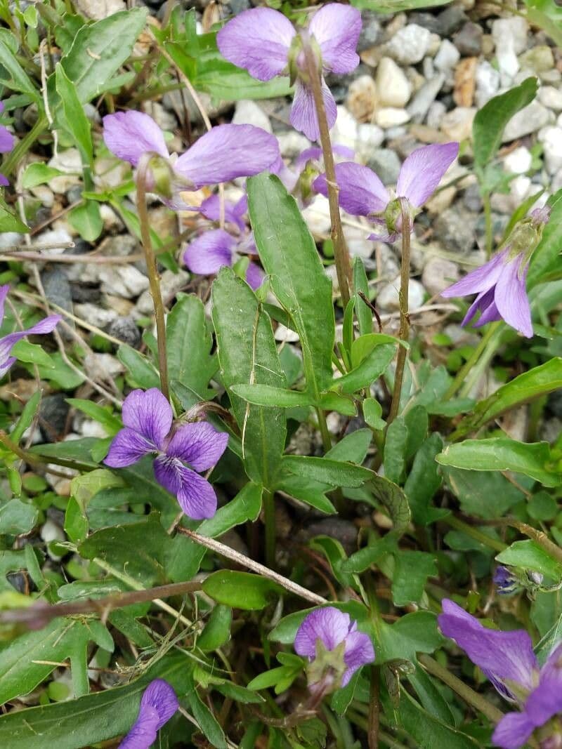 Viola pedatifida 11