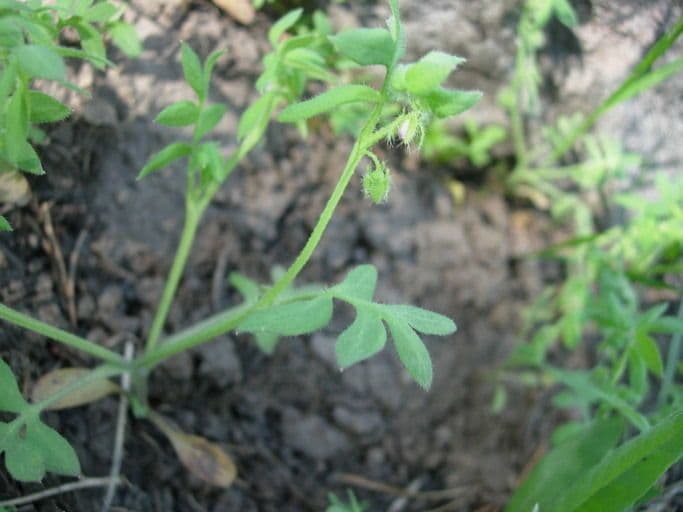 Nemophila breviflora