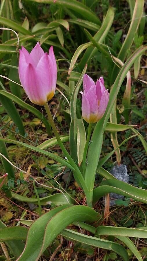 Tulipano 8