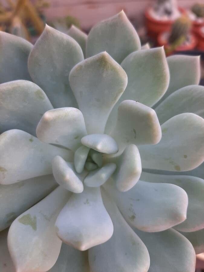 Echeveria elegante 28