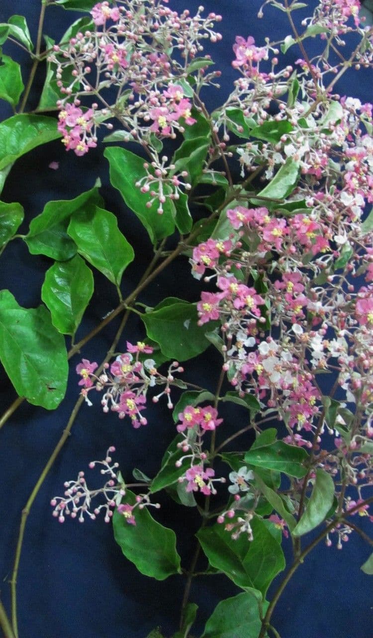 Banisteriopsis muricata 15